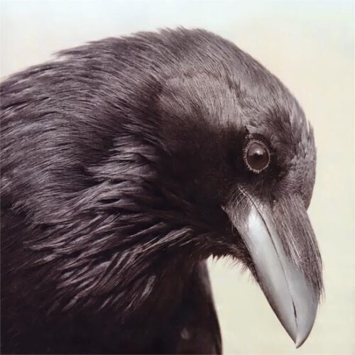 Brainy Birds: Amazing Crows and Ravens